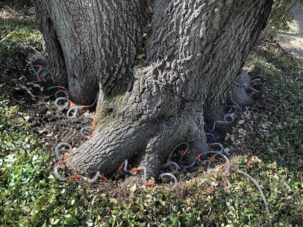 Detailed Tree Cabling and Bracing job site in Dragoon