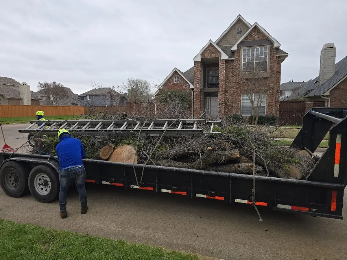 Expert Tree Pest Control with proper safety equipment in Dragoon